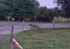 Video zeigt Wolf am Schwöstererain in Hombrechtikon