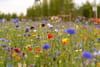 Naturnetz Pfannenstil bietet kostenlose Gartenberatung