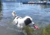 Hunde am See - ein pragmatischer Kompromiss