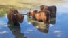 Naturerlebnis im Wasserschloss bei Brugg