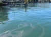 Auch in Männedorf wurden Blaualgen im Zürichsee entdeckt