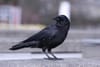 Saatkrähenkolonie beim Friedhof: Gemeinde prüft konkrete Massnahmen