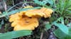 Die Pilze spriessen