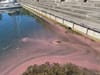 Blaualgen am Zürichsee-Ufer in Stäfa: Gemeinde ruft zu Vorsicht auf