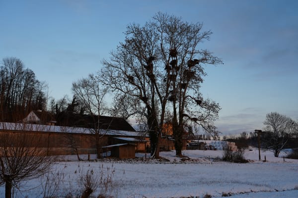 Sicherheitsrisiko am Lützelsee: Markante Esche muss gefällt werden