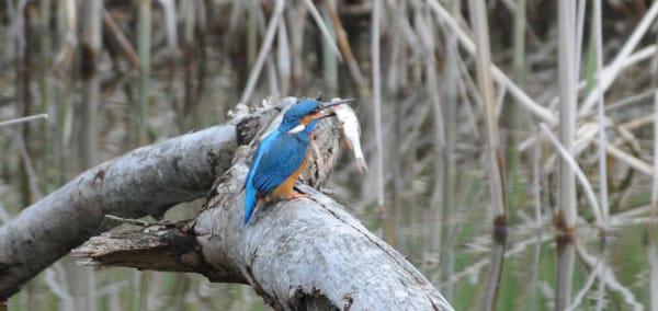 Naturnetz Pfannenstil kürt den Eisvogel zum Vogel des Monats