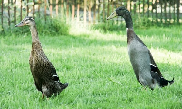 Quakende Unterstützung gesucht: Laufenten sollen die Oase Kirchbühl retten