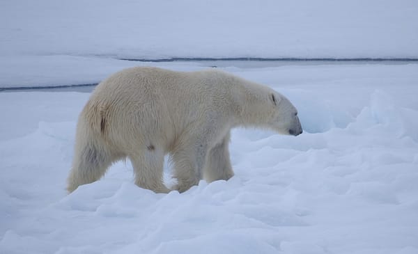 Das arktische Naturparadies Spitzbergen: Ein Stäfner nimmt uns mit ins Eis
