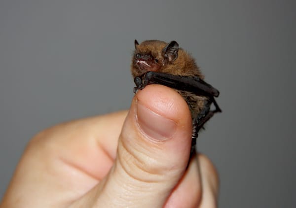 Vortrag: Gemeinsamkeiten zwischen Vögeln und Fledermäusen