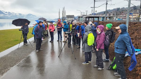Zwischen Schilf und Hafenbecken - NVMU entdeckt 28 Vogelarten