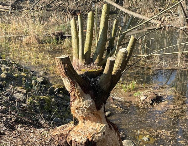 Von Lenzburg zum Hallwylersee: Der Frauenverein auf Frühlingstour