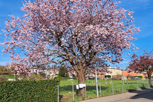 Eingesandt: Letzte Blütenpracht