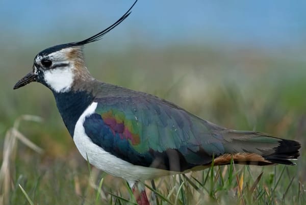 Naturnetz-Vogel des Monats: Der Kiebitz