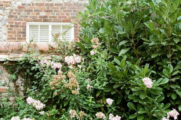 Kampf gegen Neophyten: So hilft die Gemeinde Hombrechtikon im eigenen Garten