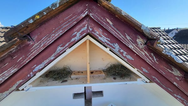 Neuer Wohnraum für Mauersegler in Männedorf