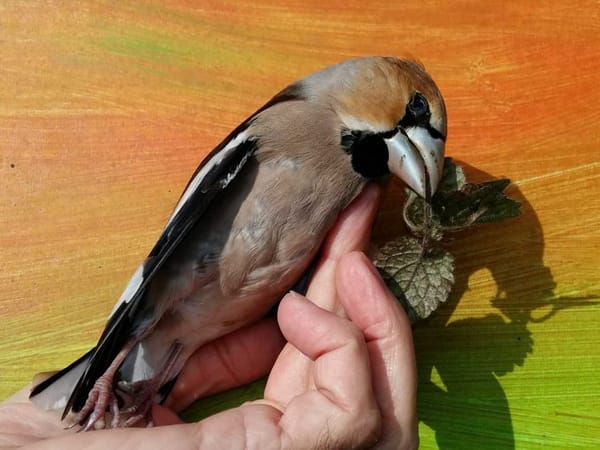Wie einfache Punkte tausende Vogelleben retten können