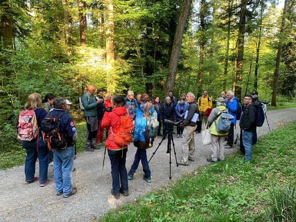 Frühexkursion Vogelstimmen oberhalb Appisberg