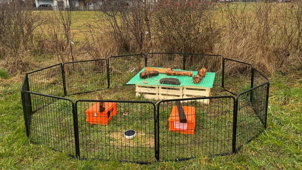 Igel-Schlaf und wilde Ecken: Wie die Oase Kirchbühl zum Lebensretter wird