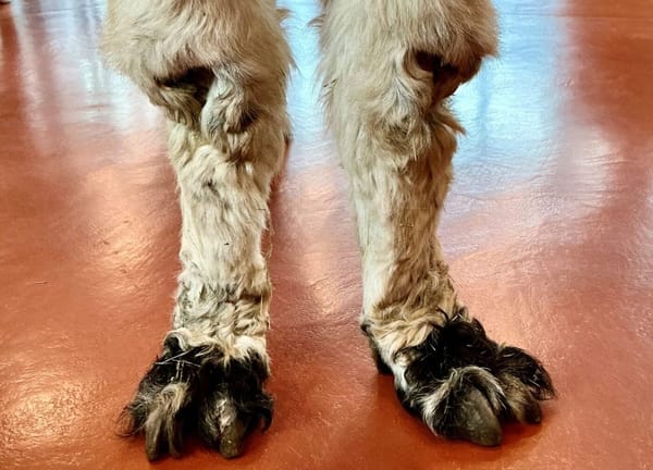 Wie Lamas im Lanzeln für magische Momente sorgten