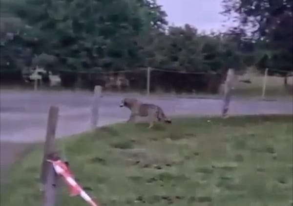 Video zeigt Wolf am Schwöstererain in Hombrechtikon