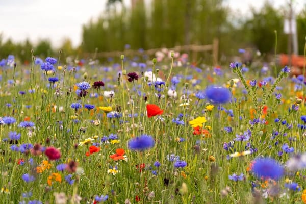 Naturnetz Pfannenstil bietet kostenlose Gartenberatung