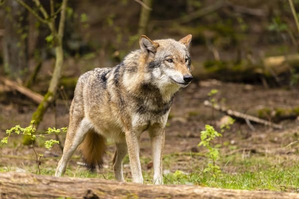 Möglicher Wolf in Hombrechtikon gesichtet