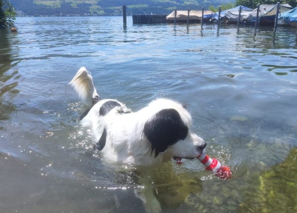 Hunde am See - ein pragmatischer Kompromiss
