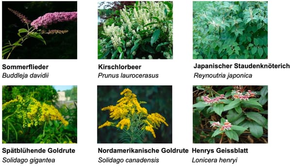 Gemeinde Stäfa belohnt Gartenbesitzer für mehr Artenvielfalt