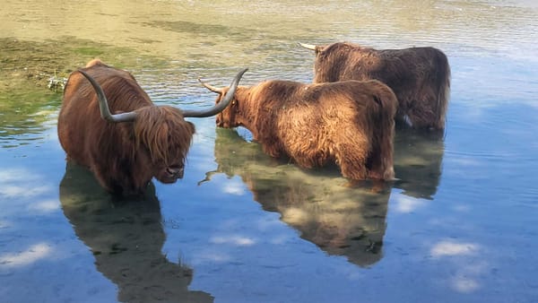 Naturerlebnis im Wasserschloss bei Brugg