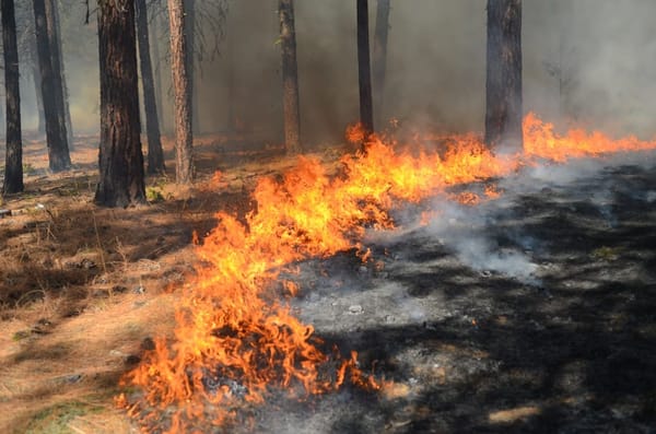 Grosse Waldbrandgefahr: Kanton Zürich verhängt Feuerverbot im Wald