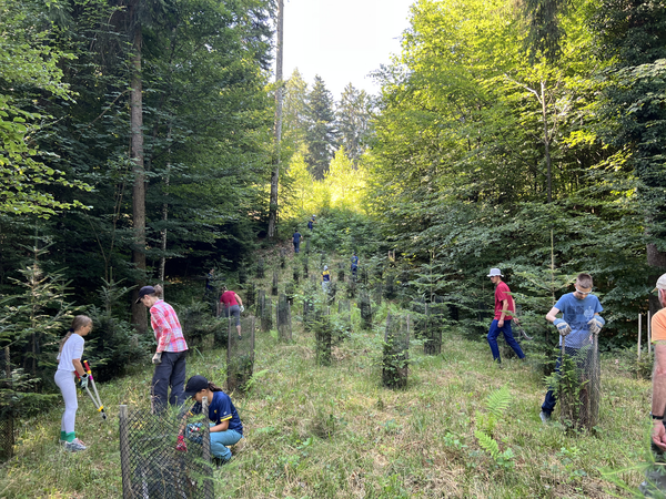 OLG Stäfa trotzt 34 Grad für die Waldpflege