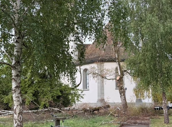 Zwei abgestorbene Birken auf dem Friedhof Stäfa müssen gefällt werden
