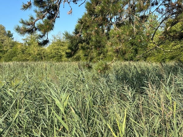 Stäfa prüft Naturflächen – auch private Grundstücke können betroffen sein