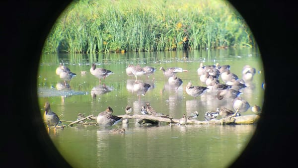 Eisvogel, Bekassinen und ein Fischadler am Flachsee