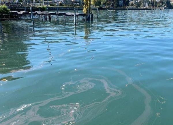 Auch in Männedorf wurden Blaualgen im Zürichsee entdeckt