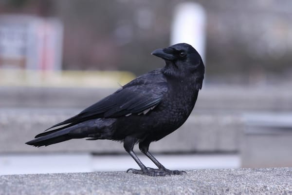 Saatkrähenkolonie beim Friedhof: Gemeinde prüft konkrete Massnahmen