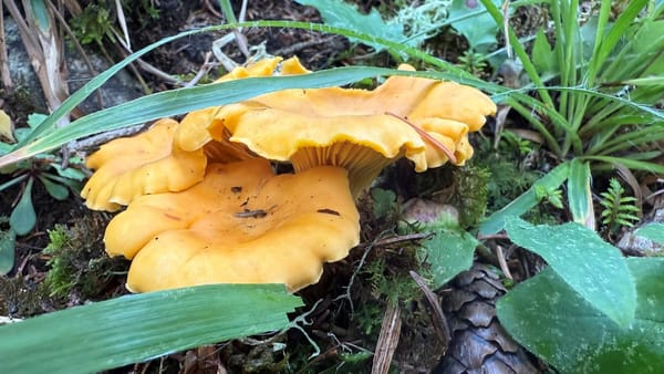 Die Pilze spriessen
