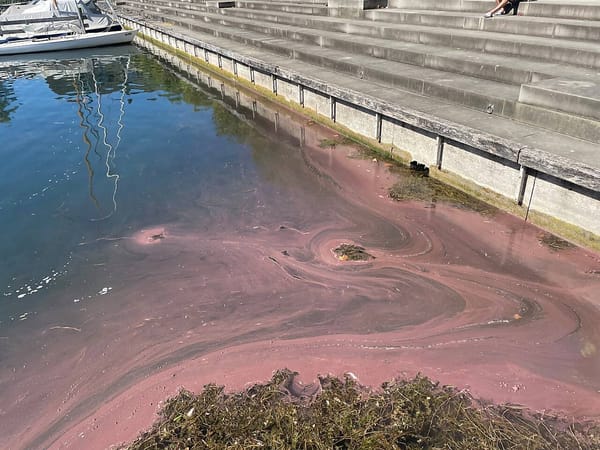 Blaualgen am Zürichsee-Ufer in Stäfa: Gemeinde ruft zu Vorsicht auf