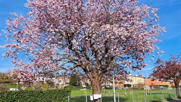 Der Kirschbaum an der Kreuzstrasse ist gefällt