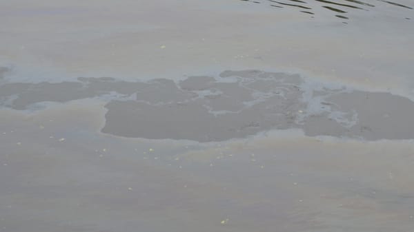 Ölfilm auf dem Zürichsee löst in Stäfa einen Grosseinsatz aus